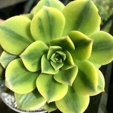 Aeonium floresens rooted for sale  PENZANCE