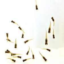 20x endler guppies for sale  ILFRACOMBE