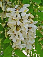 Black locust seeds for sale  Allentown