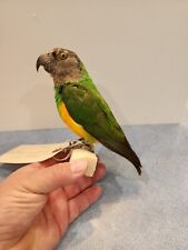 Ma49 senegal parrot for sale  Hinton