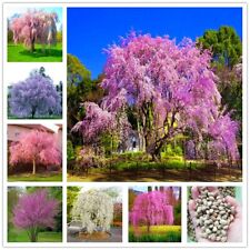 Seeds japanese weeping for sale  Goldsboro