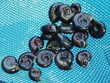 Ramshorn snails live for sale  Shipping to Ireland