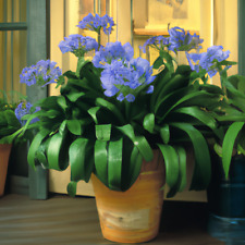 African lily agapanthus for sale  Shipping to Ireland