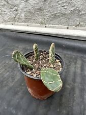 Cactus opuntia zebrina d'occasion  Livry-Gargan