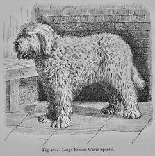 Mammalia dog french for sale  UK