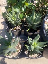 Aloe dichotoma nature for sale  Yorba Linda