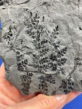 Carboniferous sphenopteris fos gebraucht kaufen  Saarbrücken