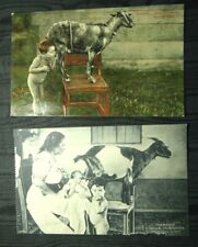 Nursing goat postcards for sale  Milan