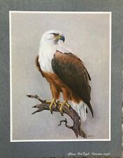 6 x Vintage/Rena Fennessy/Art Prints/African Birds/Ornithology, used for sale  Shipping to South Africa