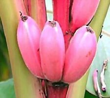 Pflanzen rosa banane gebraucht kaufen  Kaiserslautern