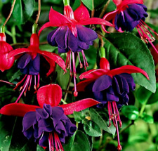 standard fuchsia plant for sale  STANLEY