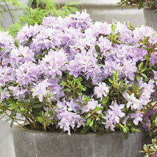 Rhododendron hardy shrub for sale  IPSWICH