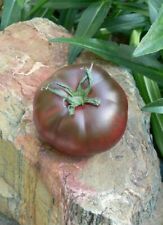 Rare graines tomate d'occasion  Sanary-sur-Mer