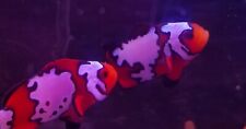 Clownfish gorgeous snowflake for sale  Kansas City