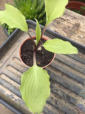 Hosta totally twisted for sale  ABERAERON