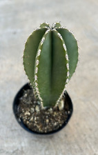 Lophocereus marginatus mexican for sale  San Marcos