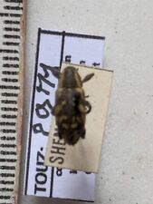 CURCULIONIDAE SSP REF.2971, used for sale  Shipping to South Africa