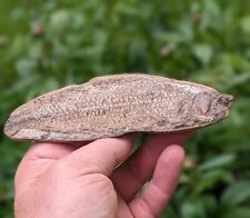 Fossil vinctifer fish for sale  Suffield