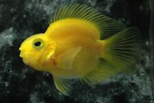Yellow parrot fish for sale  HAYWARDS HEATH