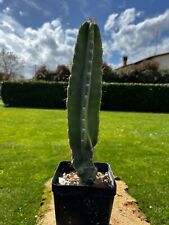 Cereus jamacaru cactus usato  Arezzo