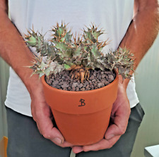 Euphorbia tortirama grey usato  Casatenovo