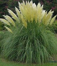Cortaderia Selloana White Pampas Grass Plant 3-4ft Supplied in a 3 Litre Pot for sale  KING'S LYNN