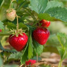 Strawberry plants cambridge for sale  IPSWICH