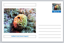 Coral golfball coral for sale  UK