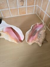 Queen pink conch for sale  ELY