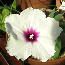 Ipomoea spec. makambako d'occasion  Marseille IV