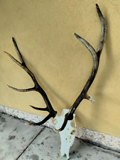 Trofeo caccia cervo usato  Orsago
