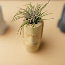 Tillandsia shy air for sale  Shipping to Ireland