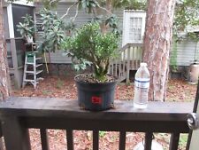 Dwarf taiwanese bonsai for sale  Gainesville