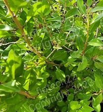 Goji berry plant for sale  Lancaster