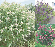 Sommerflieder buddleja rot gebraucht kaufen  Wurzen