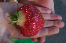 Cabot strawberry plants for sale  Albany