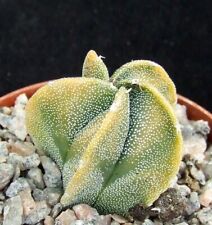 Astrophytum myriostigma varieg for sale  EASTBOURNE