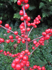 Ilex verticillata red for sale  Shipping to Ireland