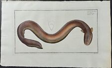 Bloch electric eel for sale  Franklin