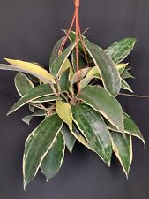 Hoya macrophylla albomarginata for sale  LONDON
