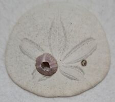 Pacific sand dollar for sale  Cottonwood