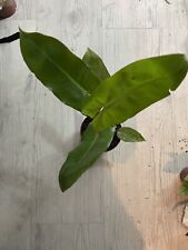 Philodendron paraiso verde gebraucht kaufen  Bensheim