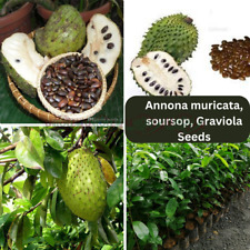 Soursop 300 seeds for sale  Shipping to United States