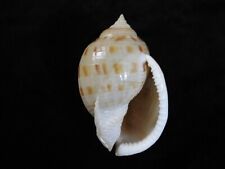 Sea shell Semicassis granulata 94.6mm ID#7253, used for sale  Shipping to South Africa