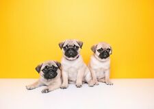 Adorable pug puppies for sale  SELBY