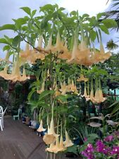 Brugmansia maya angel for sale  WELLING