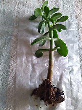 Crassula geldbaum pfennigbaum gebraucht kaufen  Neumühl