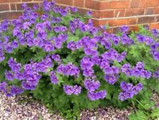 Hardy perennial blue for sale  LEICESTER