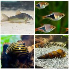 Adult freshwater tropical for sale  EASTLEIGH
