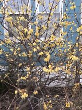 Chimonanthus praecox winter for sale  Staten Island